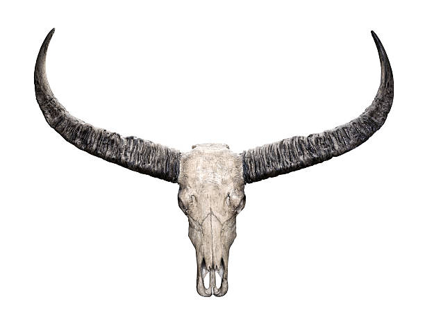 Head skull of wild water buffalo isolated on white background stock photo