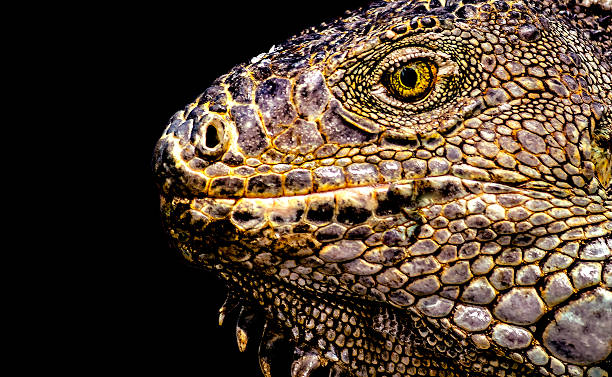 istock Iguana Park Guayaquil Ecuador 540595562