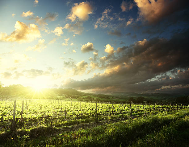 istock Vineyard in Tuscany, Italy 540595686