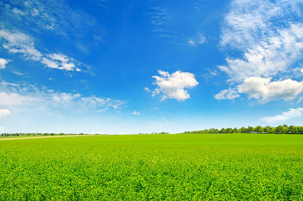 champ et ciel bleu avec des nuages - lea photos et images de collection