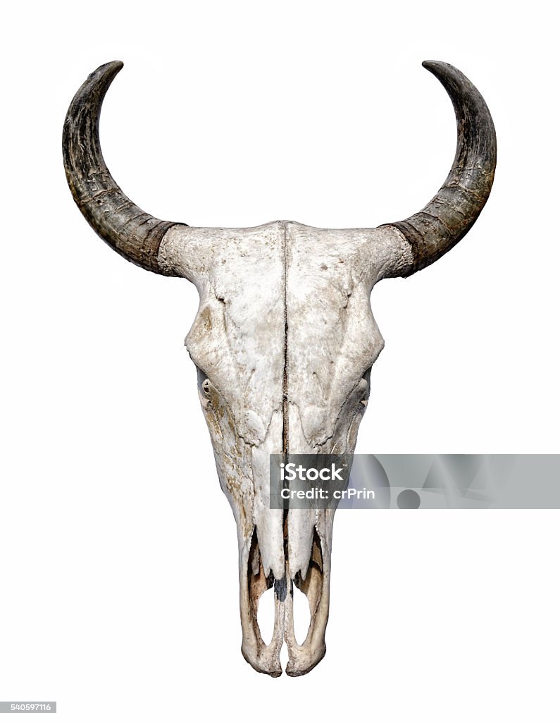Bull Skull isolated on white background Bull - Animal Stock Photo