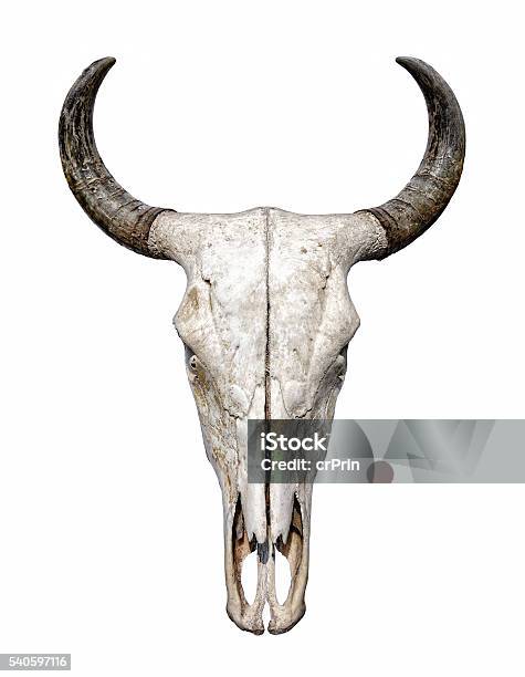 Bull Skull Isolated On White Background Stock Photo - Download Image Now - Bull - Animal, Cow, Wild Cattle