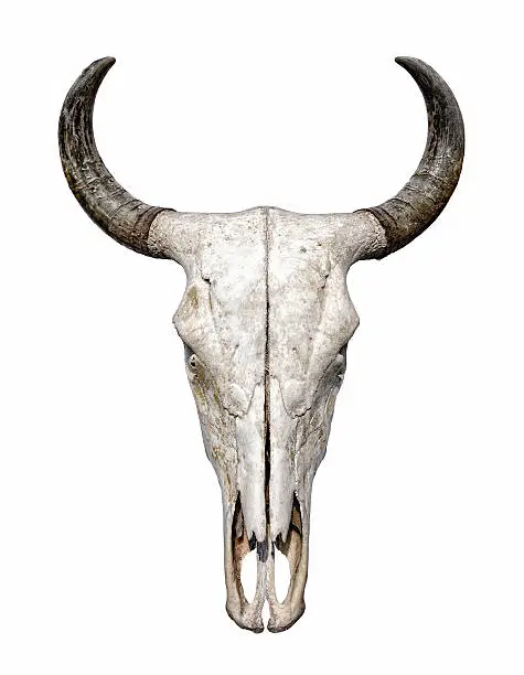 Photo of Bull Skull isolated on white background