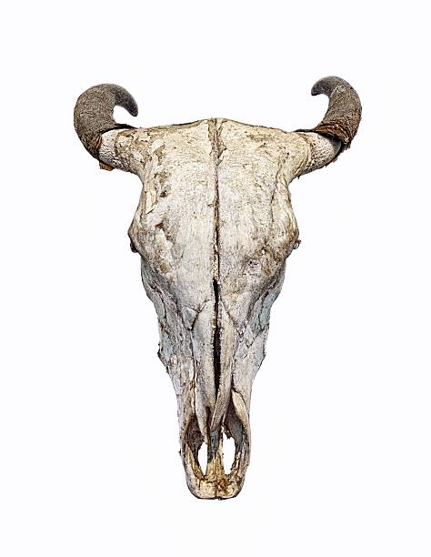 istock Bull Skull isolated on white background 540597272