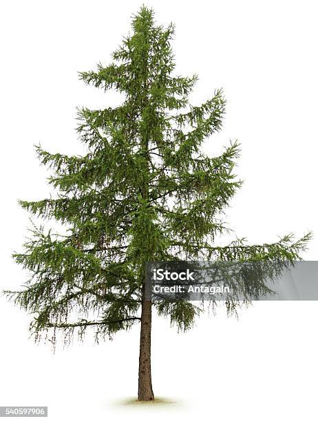 Tree Stock Photo - Download Image Now - Larch Tree, Cut Out, Coniferous Tree