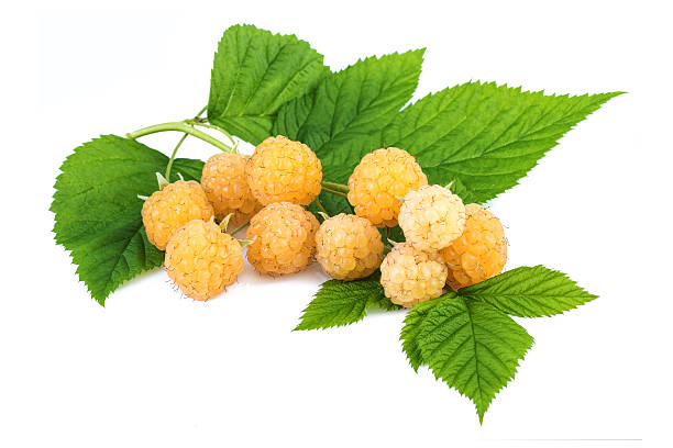 Juicy Yellow Raspberry 540+ Yellow Raspberry Photos Stock Photos, Pictures & Royalty-Free ...