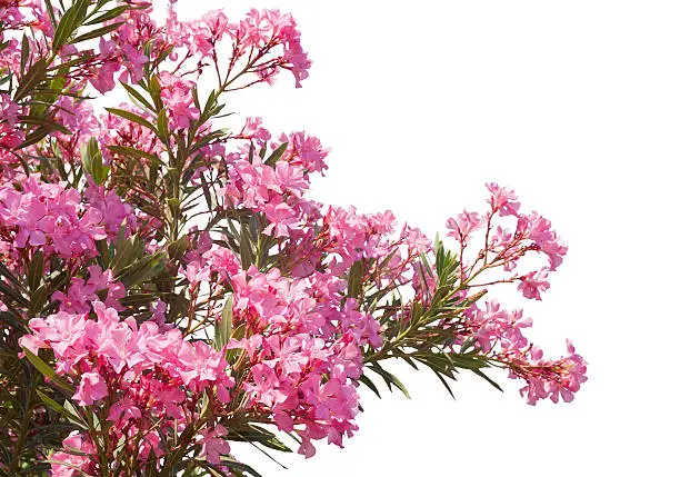Pink flowers of oleander isolated  on white background.