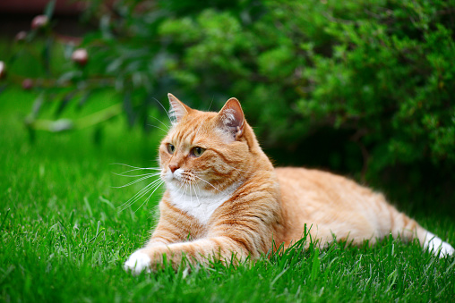 ginger cat on the lawn