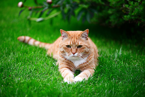 istock ginger cat on the lawn 540600060