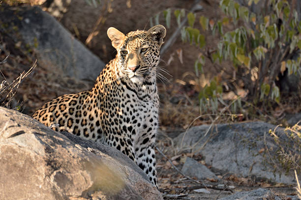 istock African Leopard male keeping a lookout 540600128