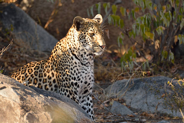 istock African Leopard male patrolling his territory 540600240