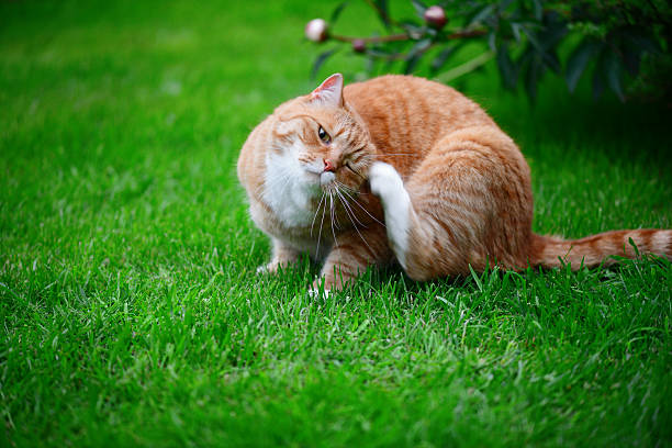 ginger cat on the lawn