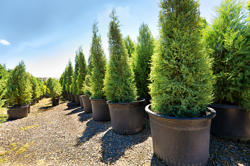Variety of evergreen tree sapling seedling plants displayed in a garden center retail store.