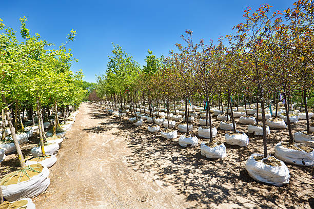 istock Variety of Sapling Tree Display in Lanscaping Nursery Garden Center 540601208