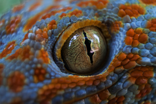 Spotted gecko on a tropical jungle forest. Eye macro