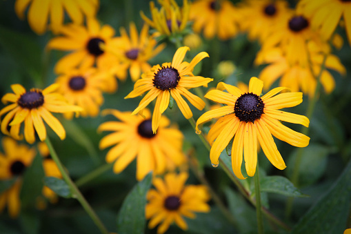 close up on these flowers on a rainy day. 