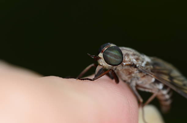 istock Macro of  biting deer fly on human finger 540602400