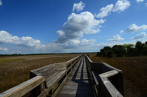 istock Boardwalk over sawgrass prairie with puffy clouds 540602444