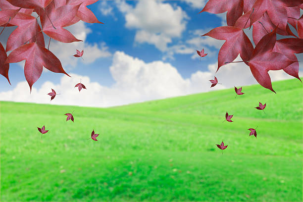 istock The blue sky with clouds and flowers on grass 540603914