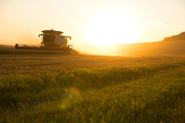 istock Harvest in the sunset 540604346