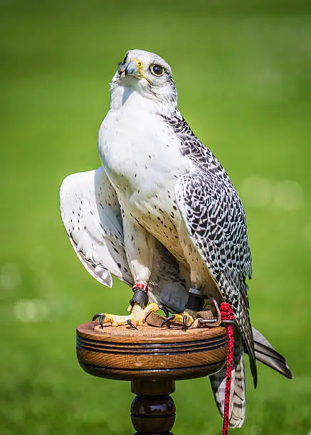 Standing on a wooden pedestal, a powerful, confident looking falcon. Pictured in warm daylight with a natural green blurred background.