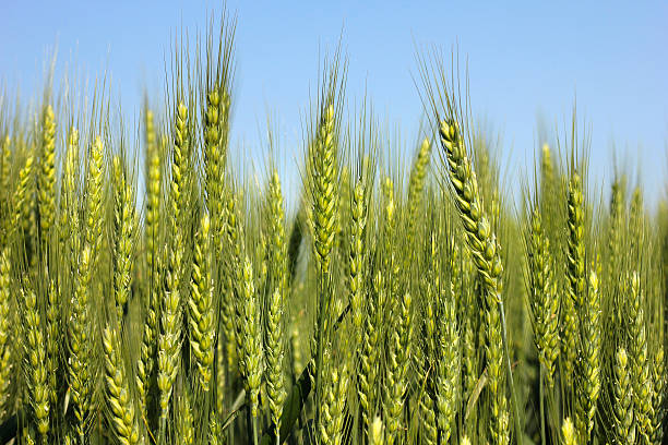 istock Green wheat ears in the field 540605484