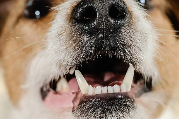 Photo of White healthy dog teeth and fangs of young terrier