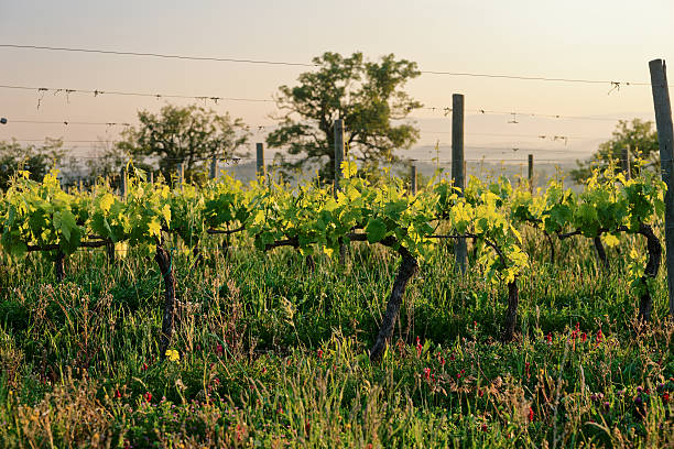 vigneto organico in toscana, italia - biodynamic foto e immagini stock