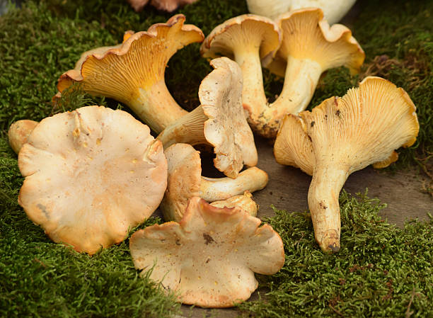 istock Eight mushrooms on the moss 540606000