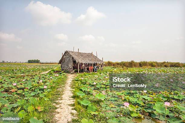 Waterlily Farm Stock Photo - Download Image Now - Blossom, Cambodia, Flower