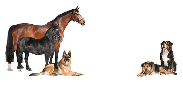 istock Horses Dogs white background collage 540607392