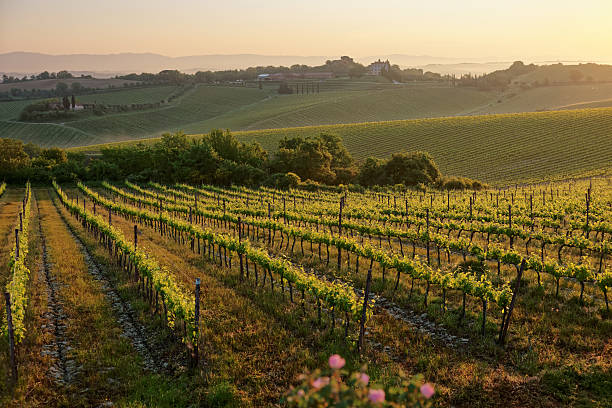 istock Tuscan vineyard at sunrise 540608412