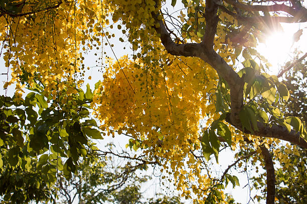 amarelo de flor e o sol luz 3369 - 3369 imagens e fotografias de stock