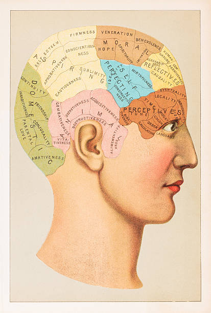 ilustraciones, imágenes clip art, dibujos animados e iconos de stock de anatomía frenológica ilustración 1891 - cabeza frenológica