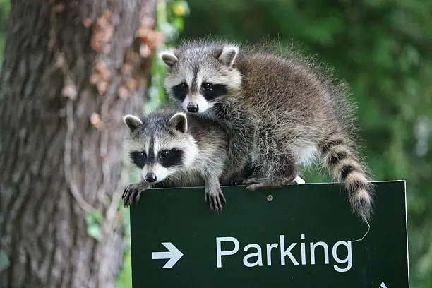 Two baby raccoons on top of a parking sign at a wildlife sanctuary.