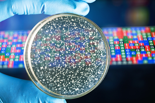 agar plate with Ecoli. colonies growing inside with color coded DNA background