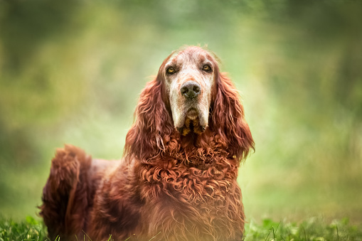 A dog portrait of a handsome Red Irish Setter. Dog is sitting outdoors in nature, closeup and sitting upright on the grass, looking straight into camera. No people in this high resolution color photograph with horizontal composition. Pretty green bokeh background.