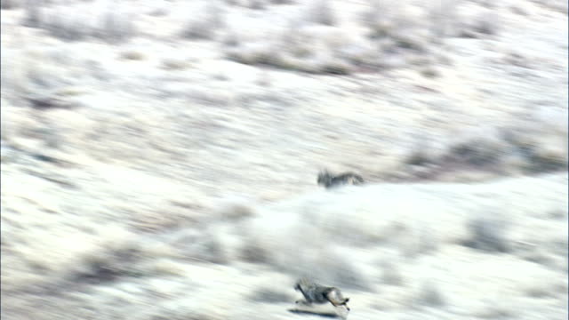 Coyote On the Run  - Aerial View - Texas,  Clay County,  United States
