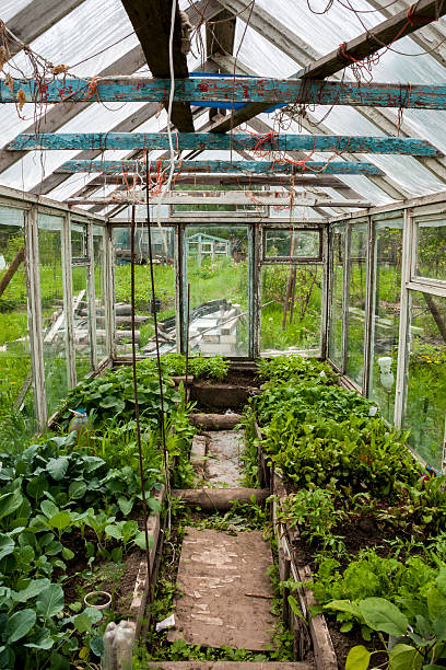 istock Young seedlings inside an old greenhouse 540717212