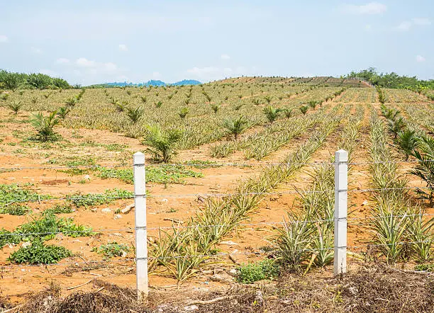 Pineapple and Oil palm plantation in Asia.
