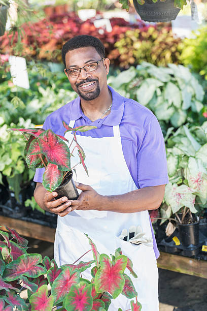istock African American man working in plant nursery 540717556