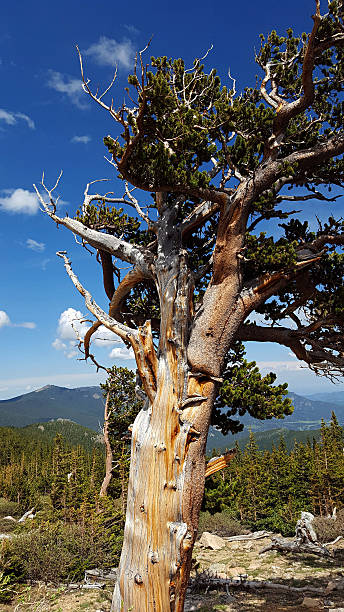 istock Bristlecone pine high in the mountains 540718082