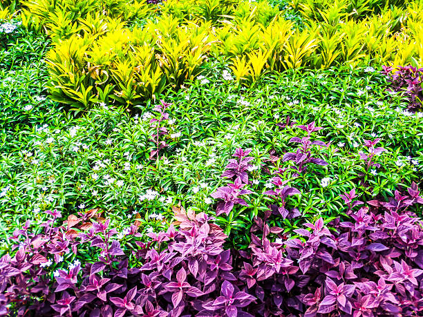 istock green yellow purple leaves and bloom flower 540720258