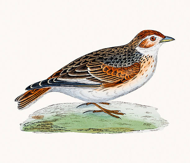 White-Winged Lark bird A photograph of an original hand-colored engraving from The History of British Birds by Morris published in 1853-1891. alauda stock illustrations