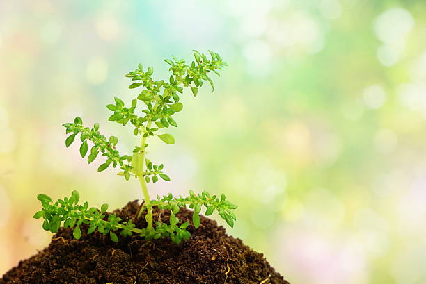 istock glowing green plant in soil over abstract nature bokeh 540721092