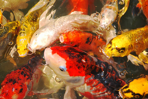 istock group of fancy carp or koi fish 540722712