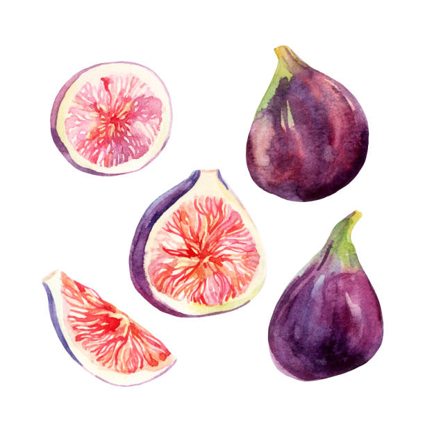 Watercolor fig fruit set isolated on white background Watercolor fig fruit set isolated on white background. Watercolor common fig collection. Hand painted exotic fruit illustration fig tree stock illustrations