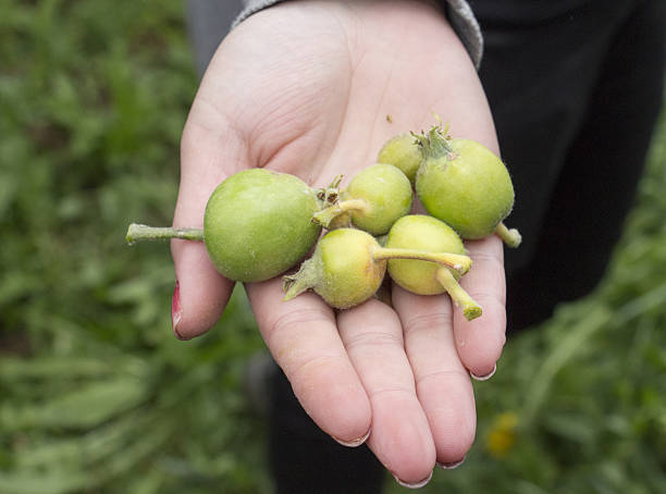 istock young green apple fruits damaged by spring frost 540725780