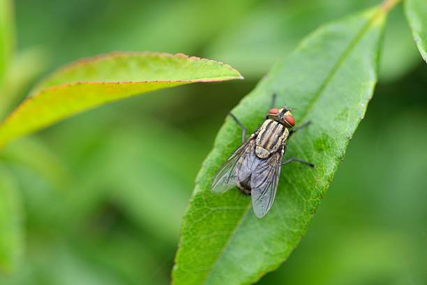 flesh-fly (Sarcophaginae) on leaf Nikbae flesh fly photos stock pictures, royalty-free photos & images