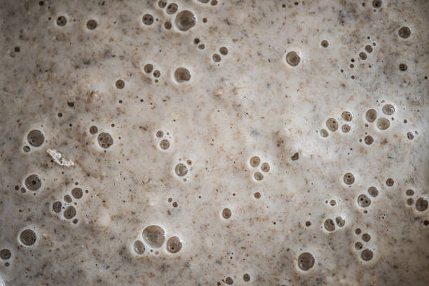 sourdough bread starter sourdough bread starter yeast starter stock pictures, royalty-free photos & images